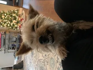 Lost dog in Grapevine, TX, 76051