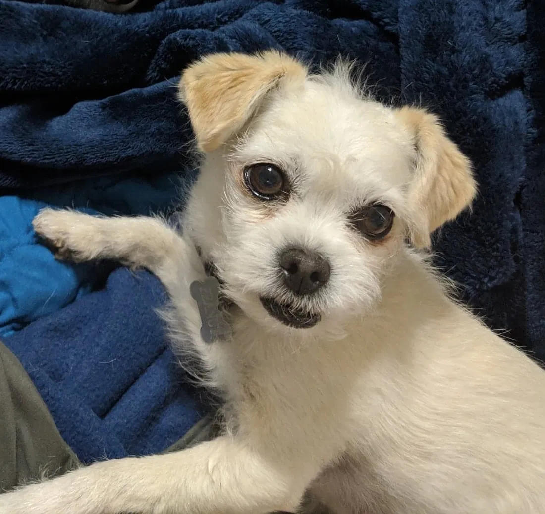 Lost dog in Perris, CA, 92570