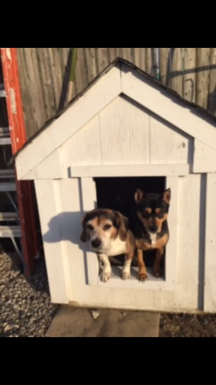 Lost dog in Trenton, NJ, 8610