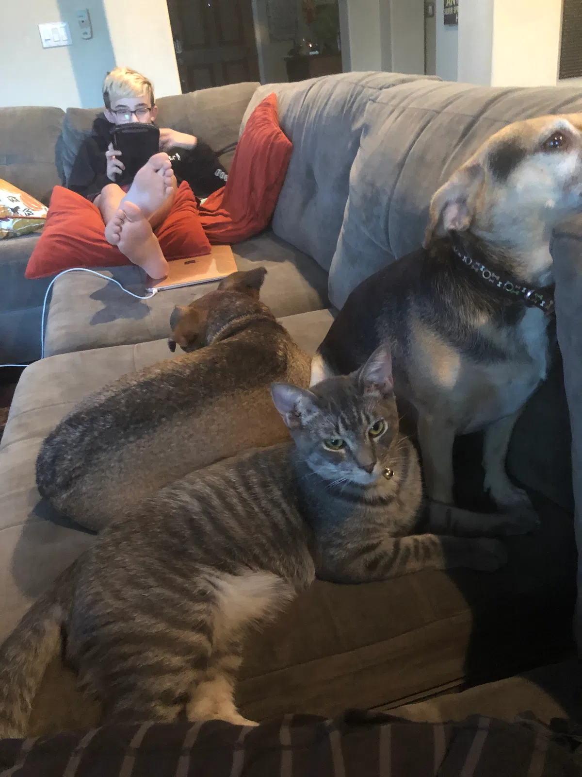 Lost cat in Phoenix, AZ, 85050