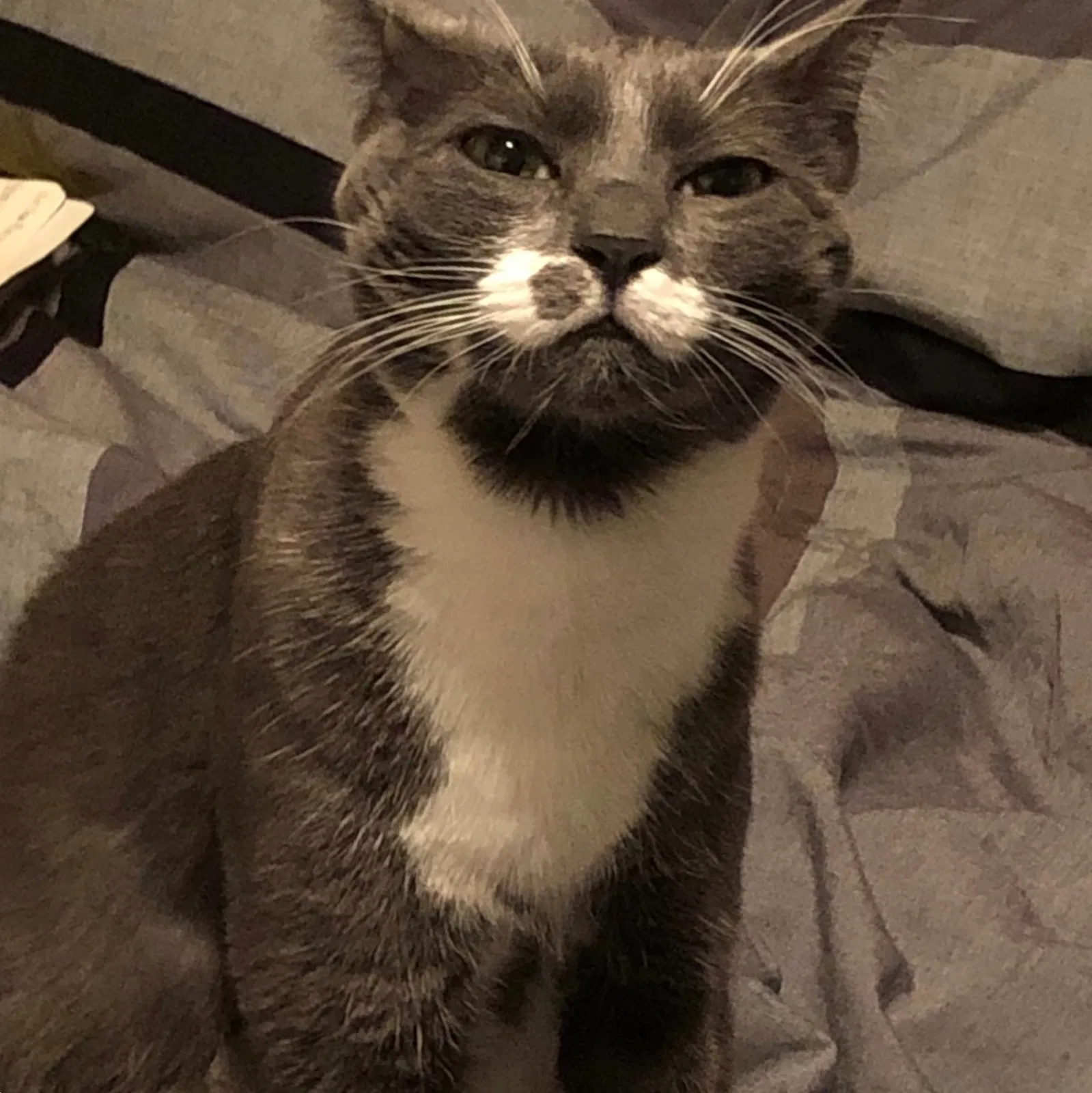 Lost cat in Fort Worth, TX, 76177