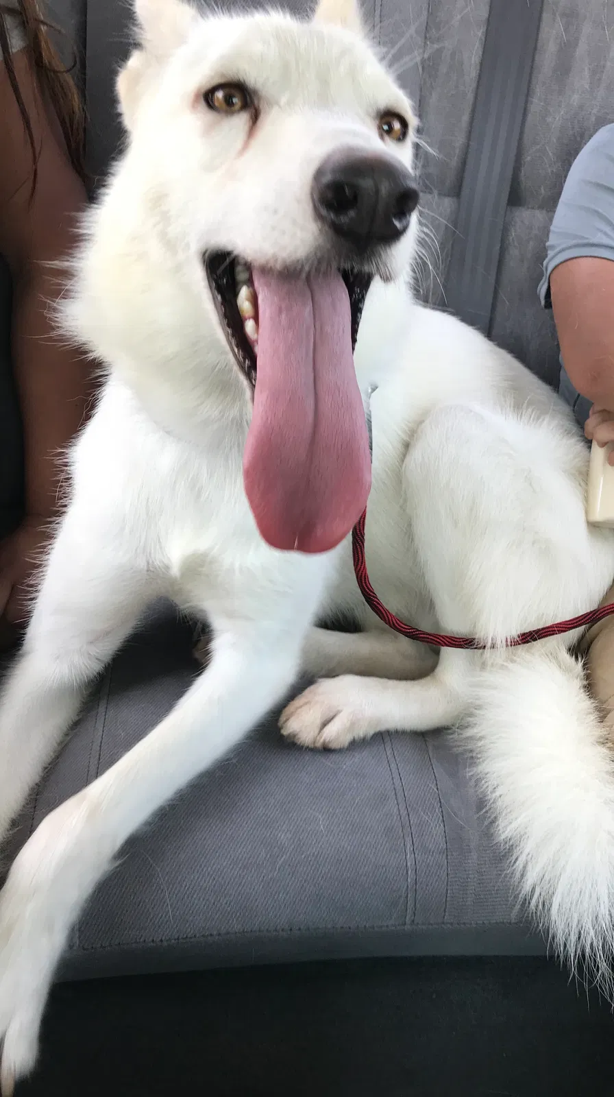 Lost dog in Fort Worth, TX, 76105