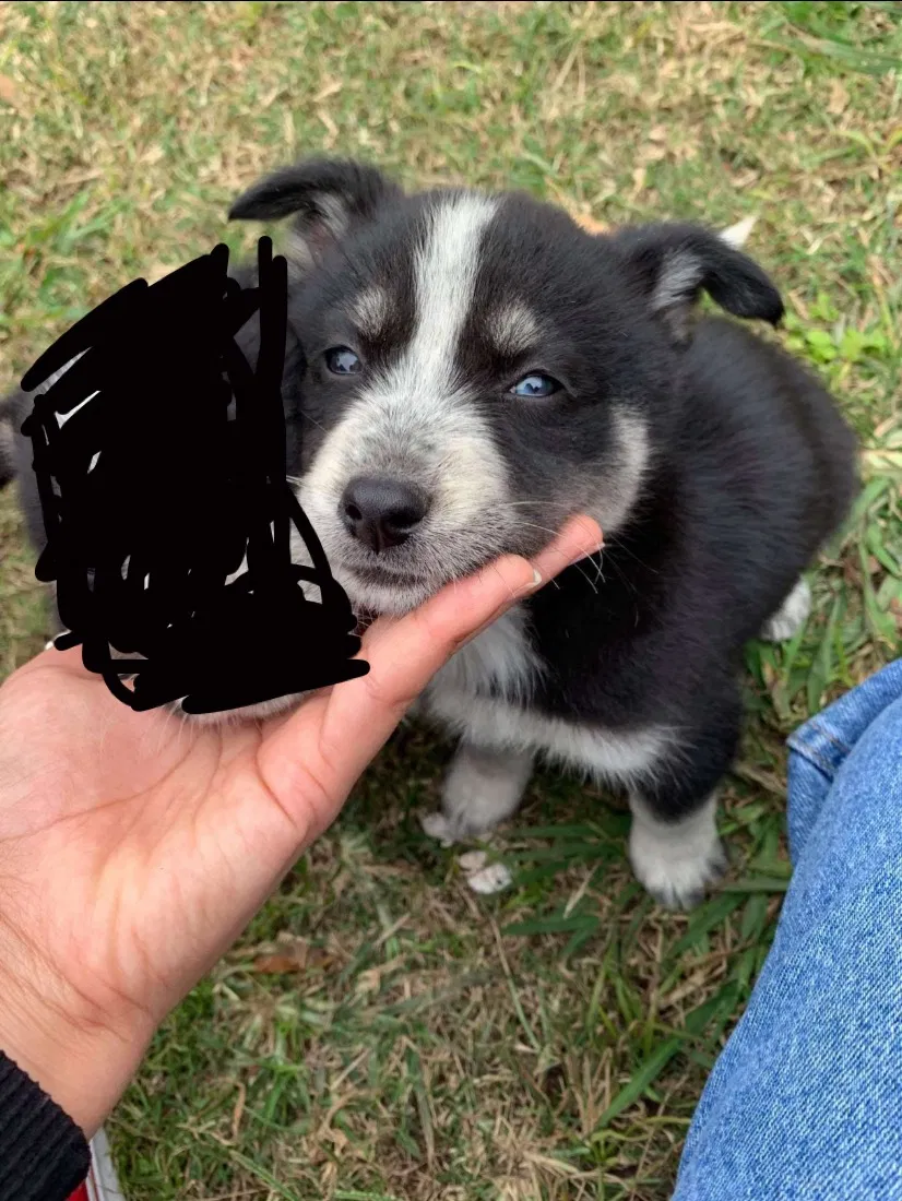 Lost dog in Pasadena, TX, 77504