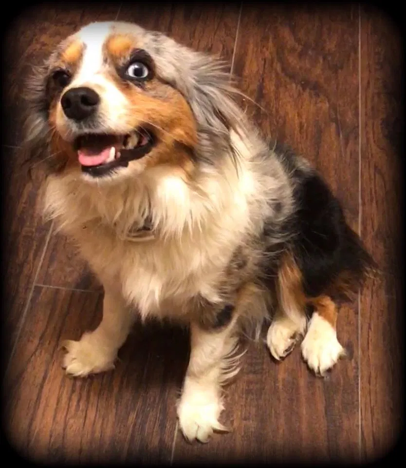 Lost dog in Blue Diamond, NV, 89004