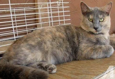 Lost cat in Buena Park, CA, 90620