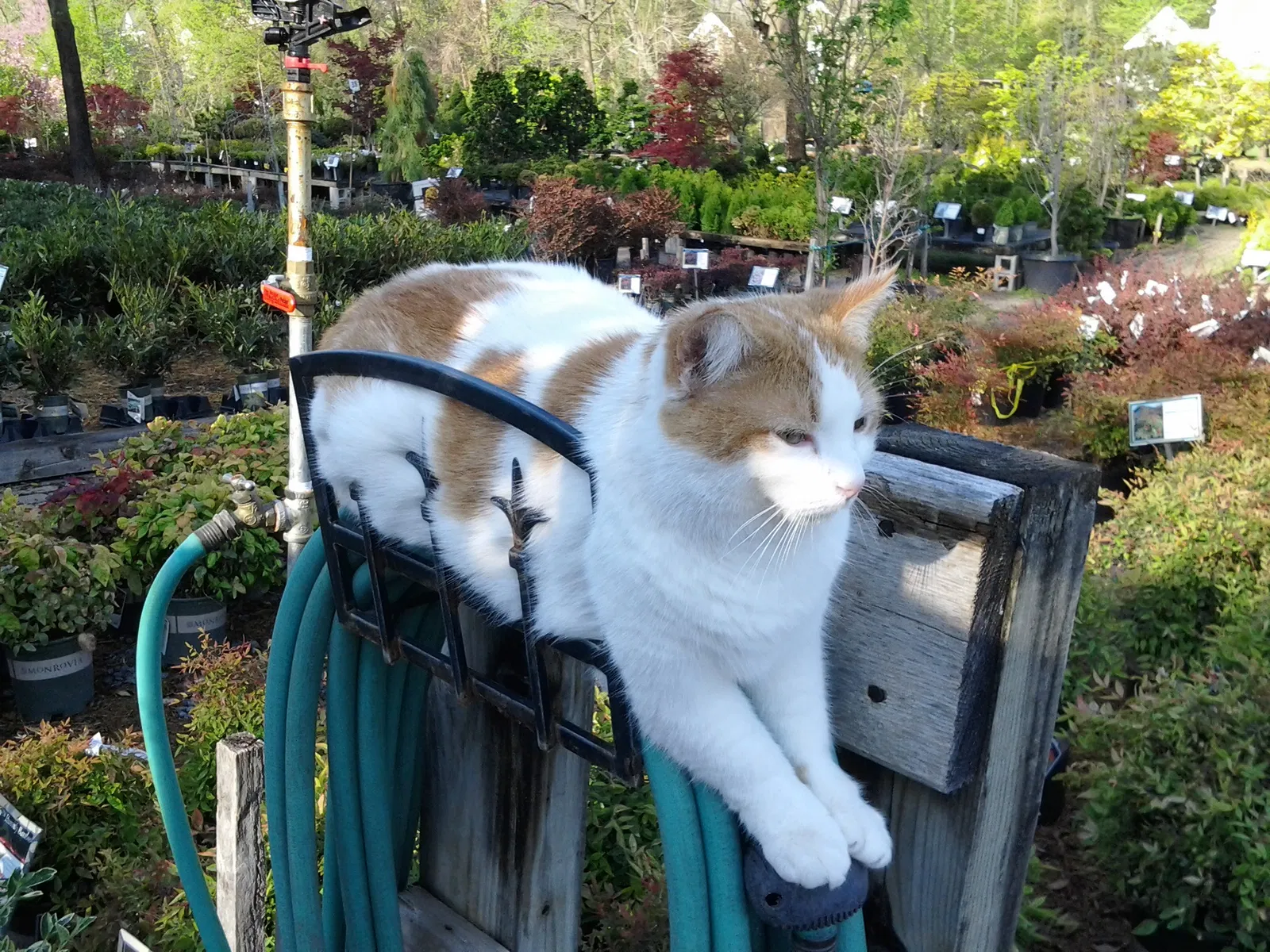 Lost cat in Fairfax, VA, 22030