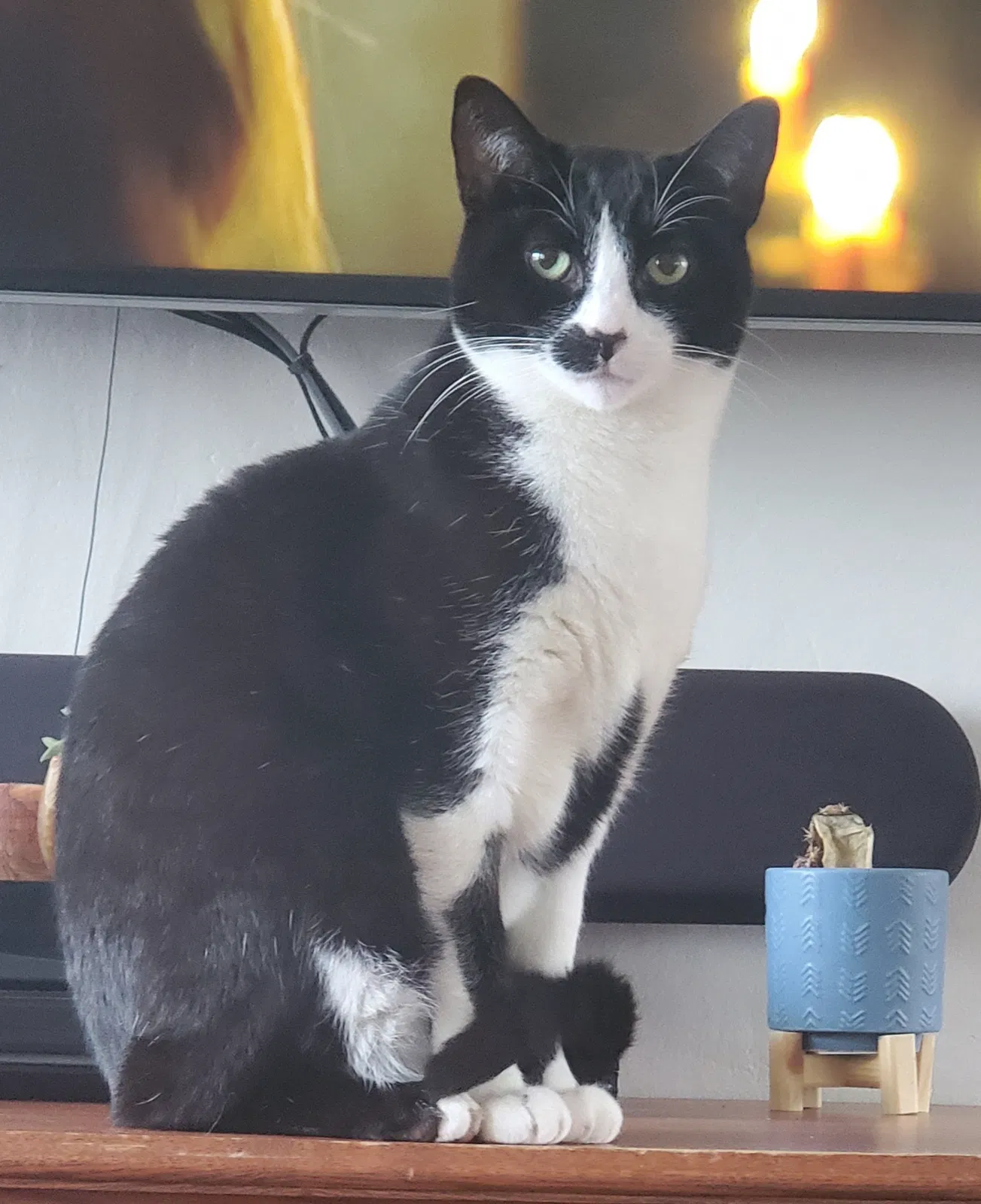 Lost cat in La Mesa, CA, 91942