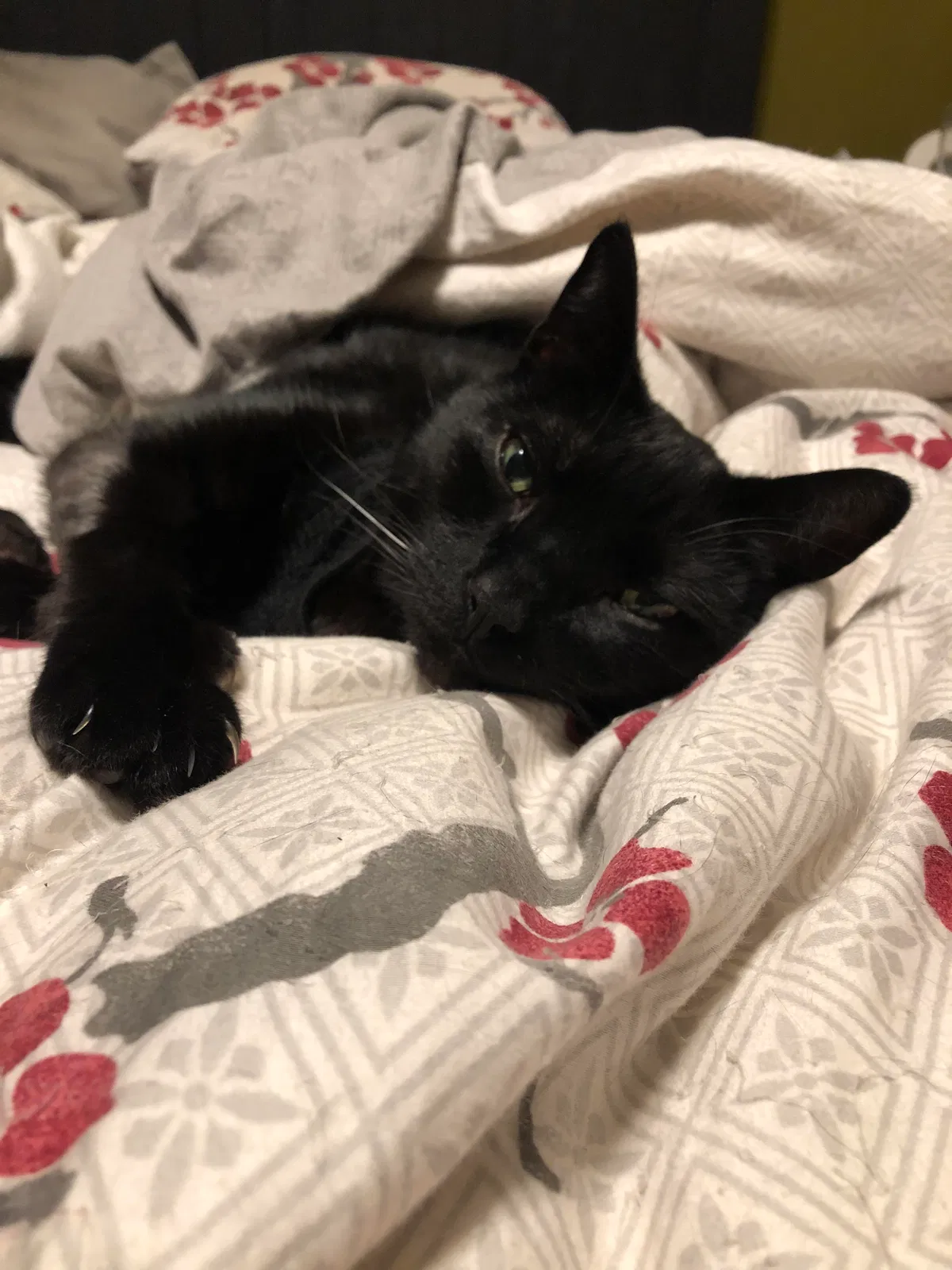 Lost cat in Livonia, MI, 48150