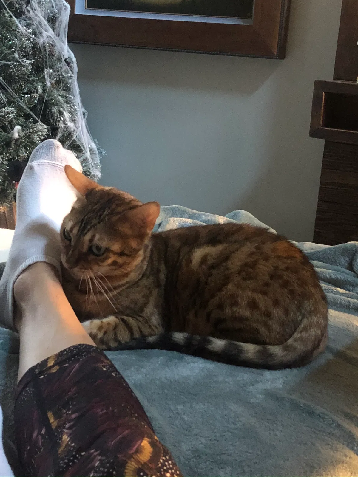 Lost cat in Mission Viejo, CA, 92691