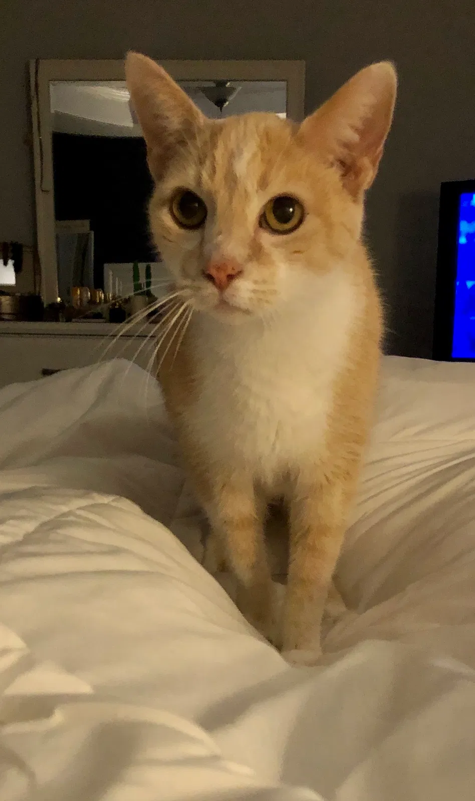 Lost cat in Charlotte, NC, 28210