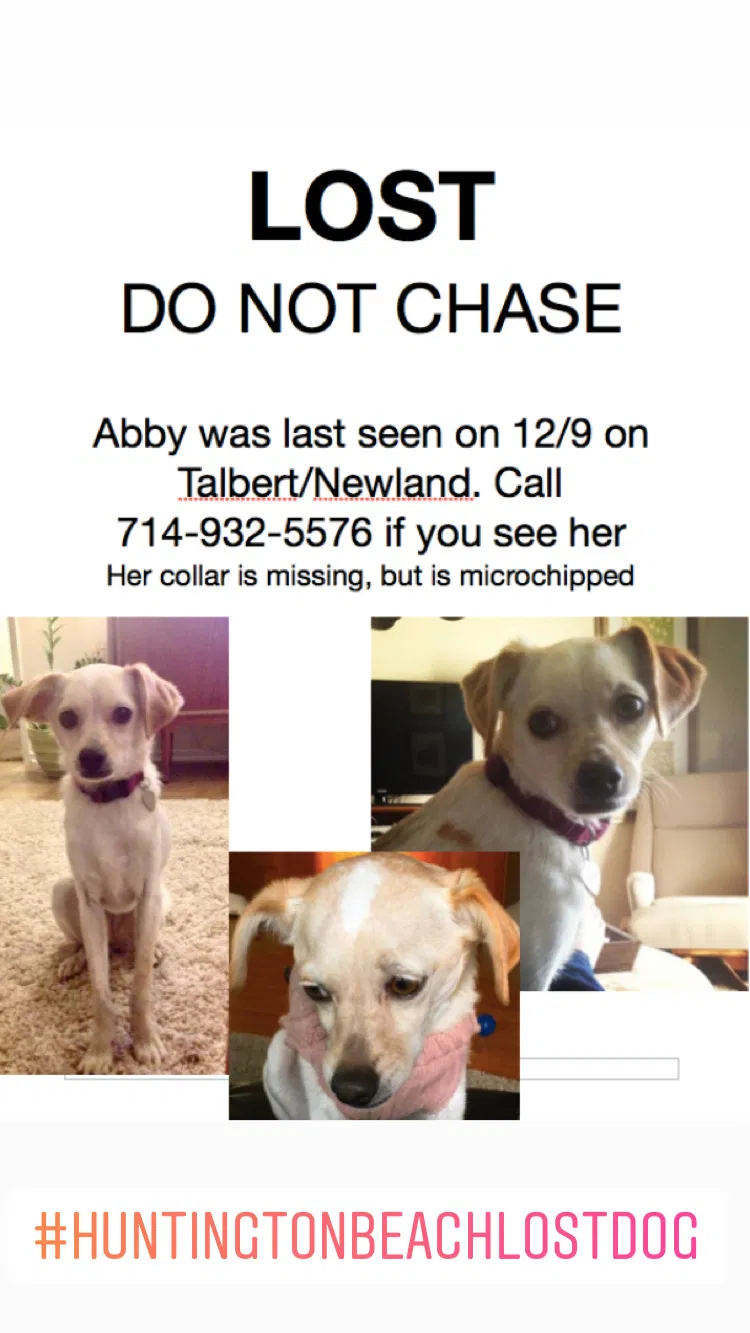 Lost dog in Huntington Beach, CA, 92647