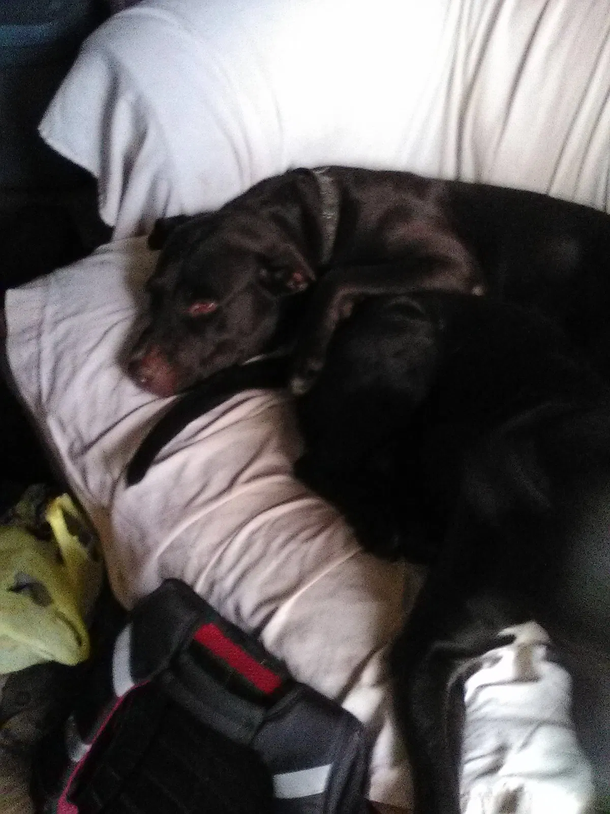 Lost dog in Fort White, FL, 32038