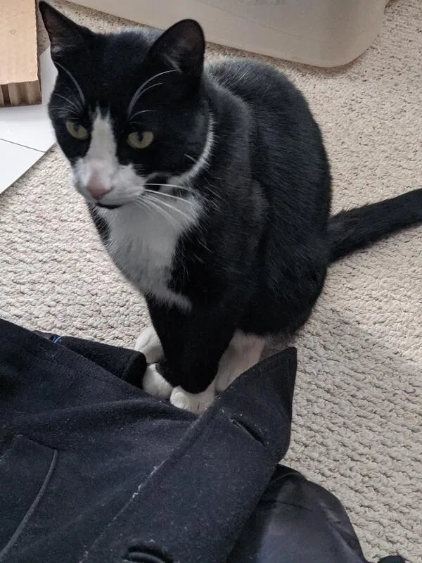 Lost cat in Stamford, CT, 6905