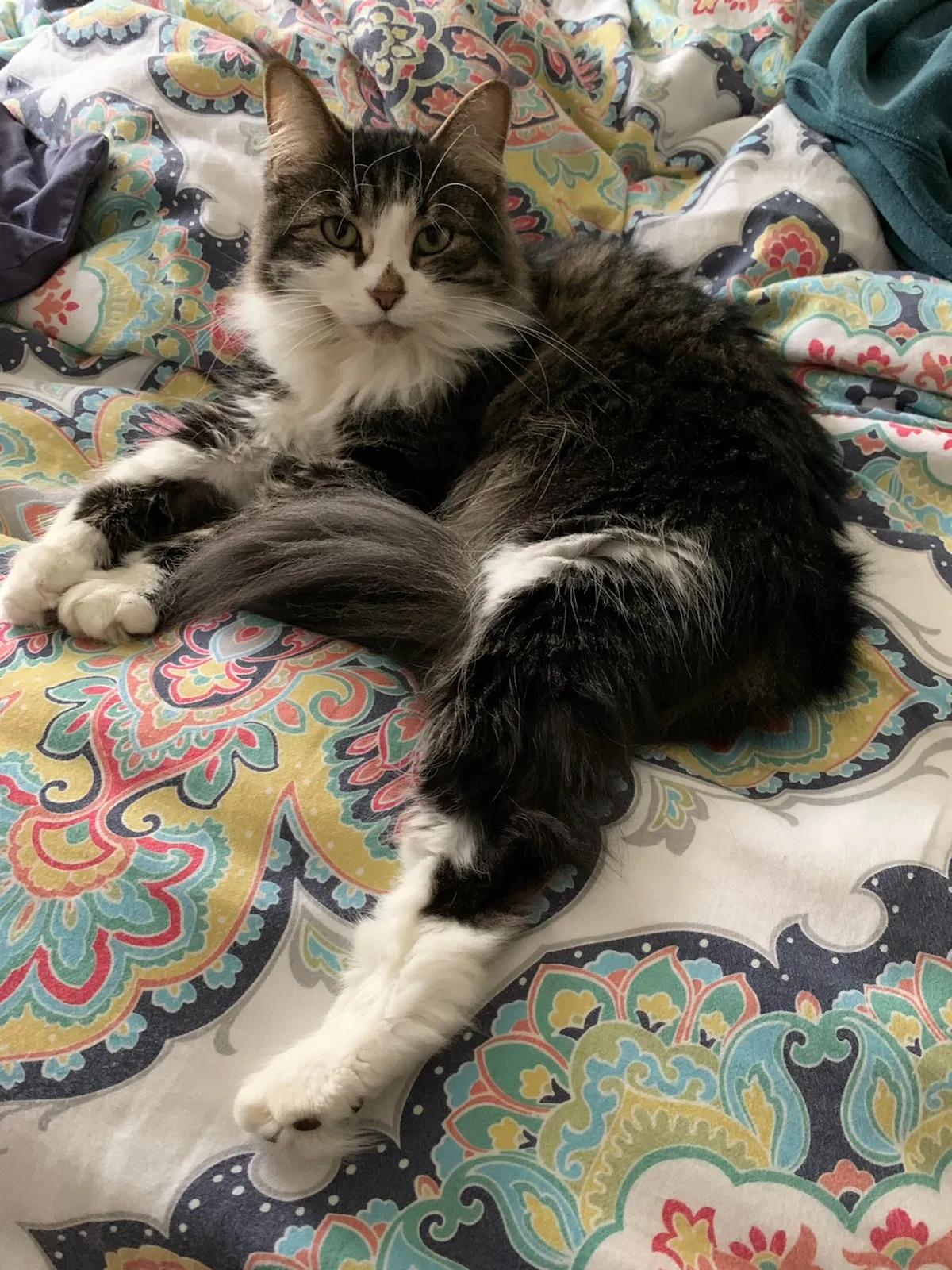 Lost cat in Lowell, MI, 49331