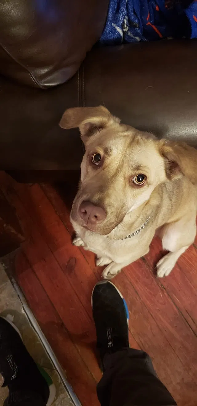 Lost dog in New Britain, CT, 6051