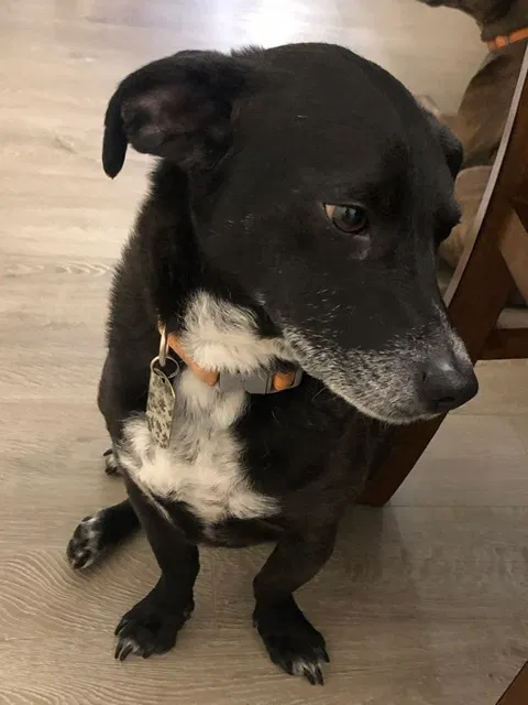 Lost dog in Perris, CA, 92570