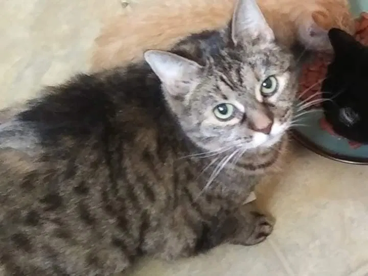 Lost cat in Cincinnati, OH, 45211