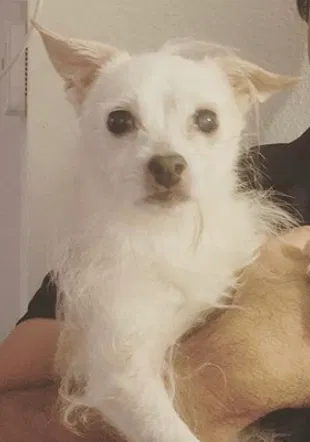Lost dog in Miami, FL, 33172