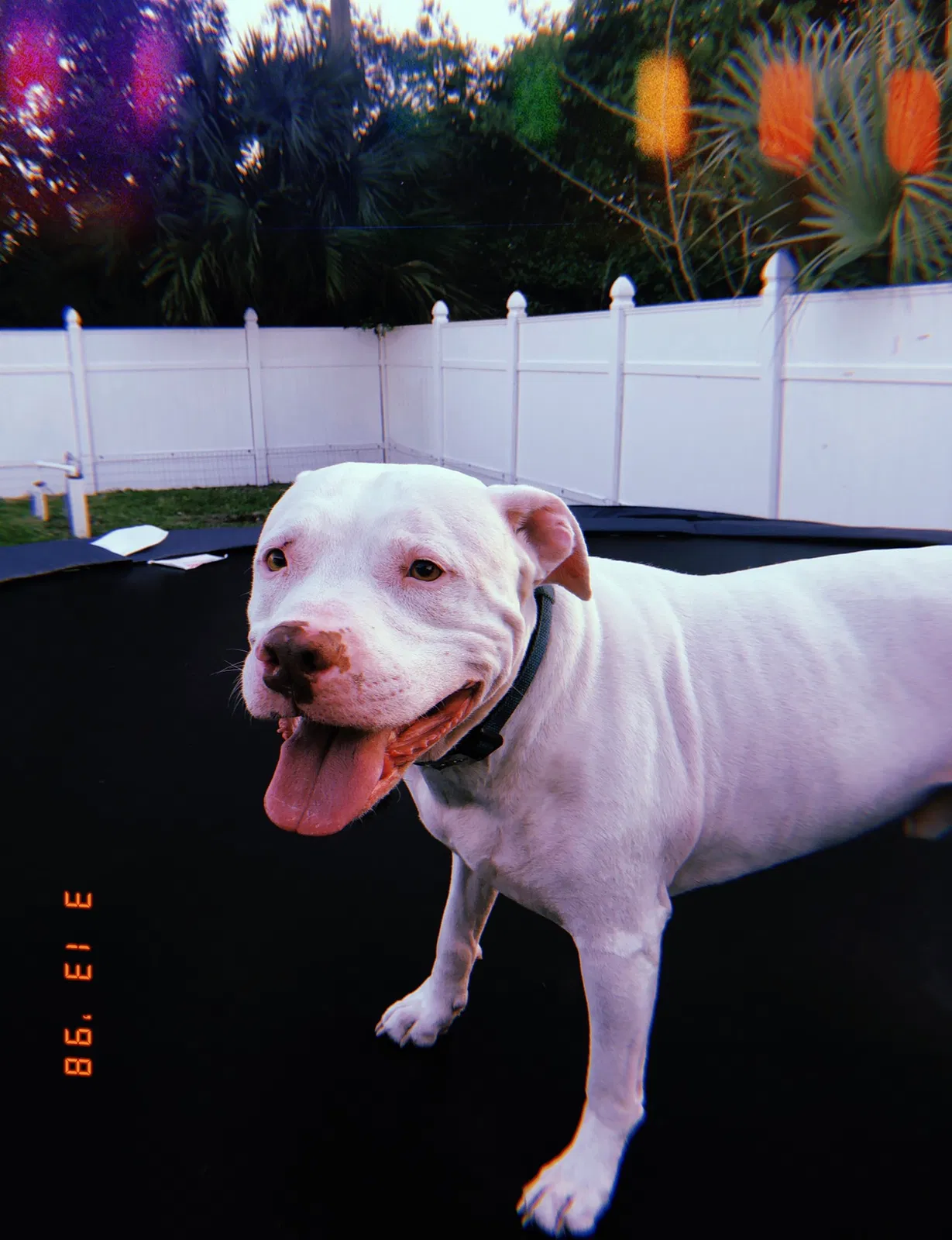 Lost dog in Cape Coral, FL, 33909