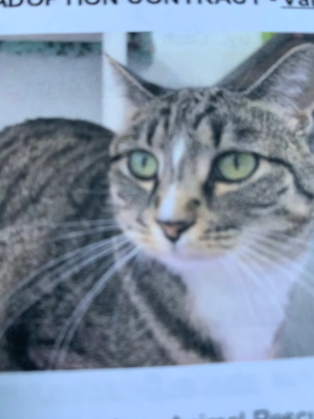 Lost cat in Portland, ME, 4101