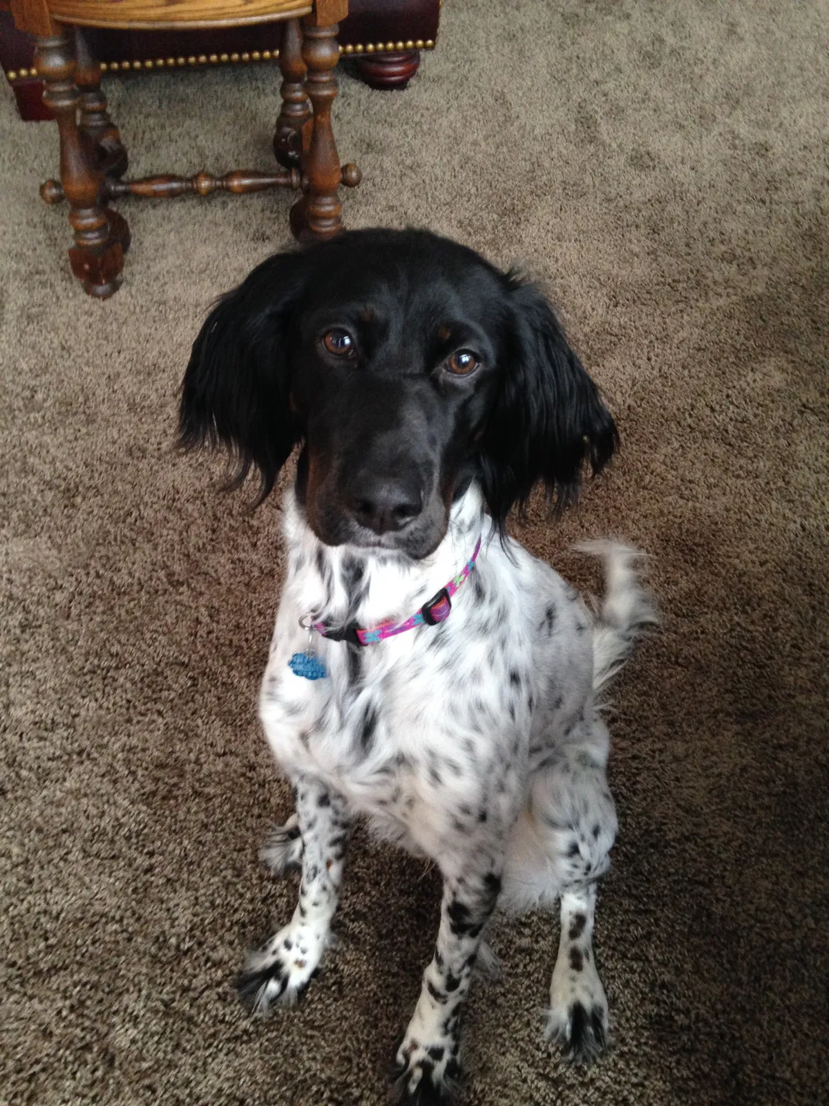 Lost dog in Cold Spring, MN, 56320