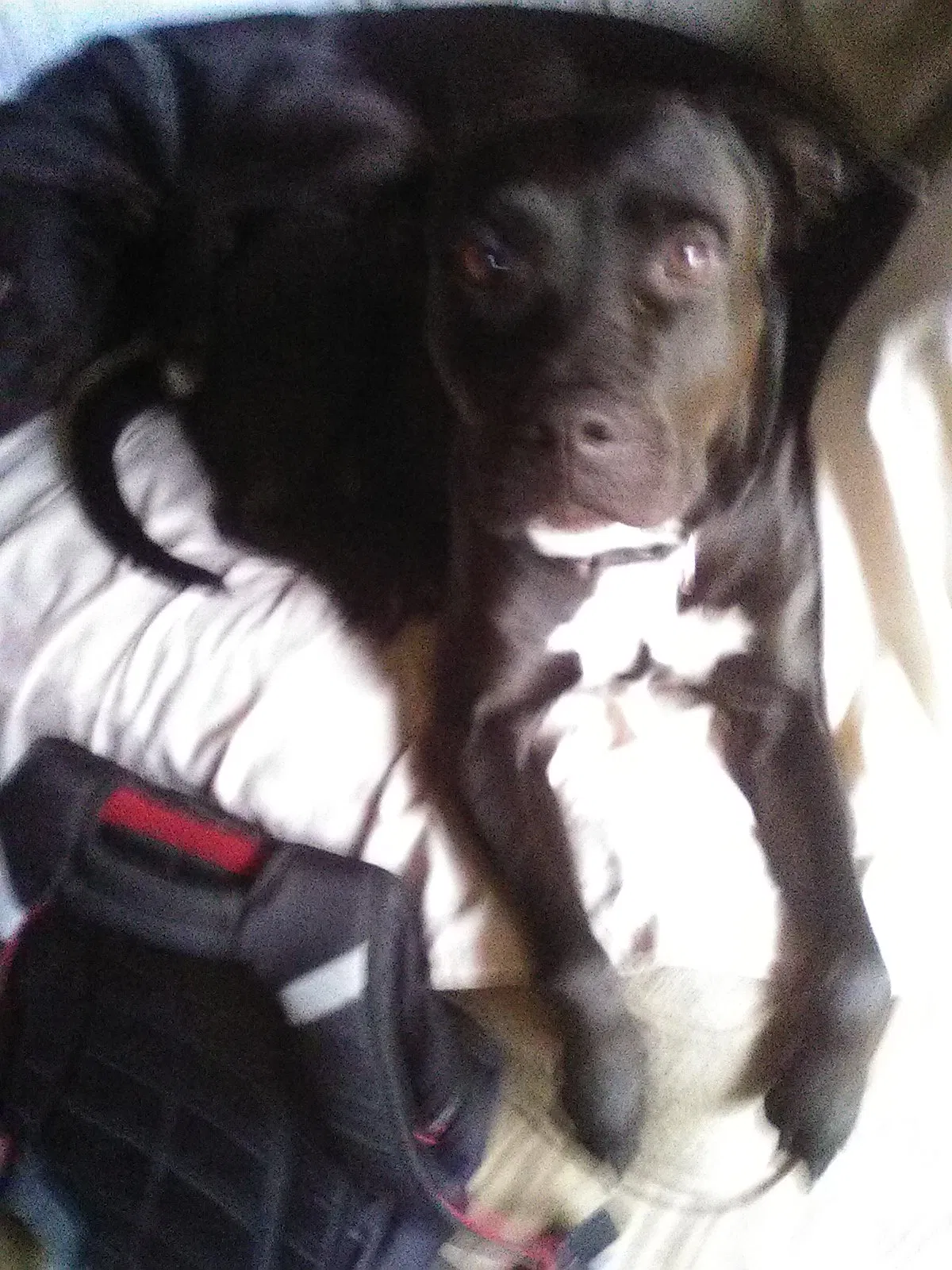 Lost dog in Fort White, FL, 32038