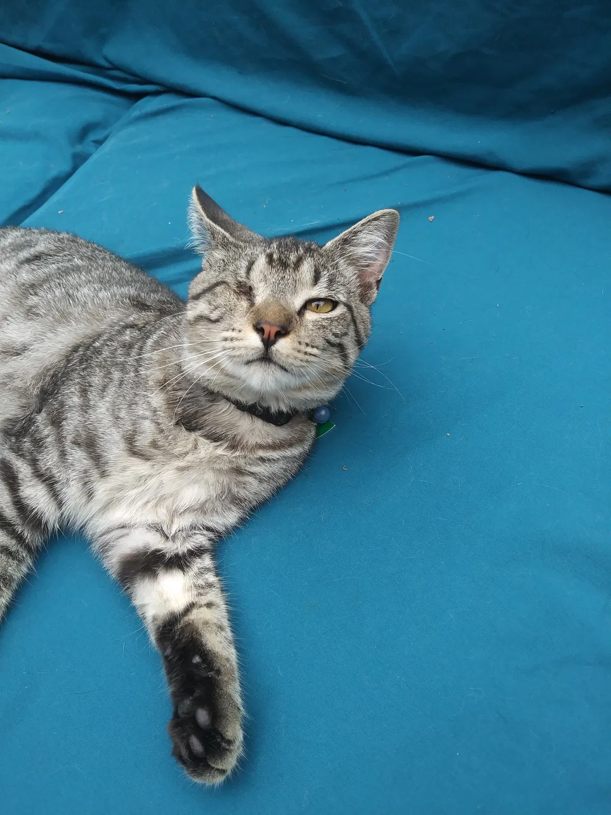 Lost cat in Shreveport, LA, 71101
