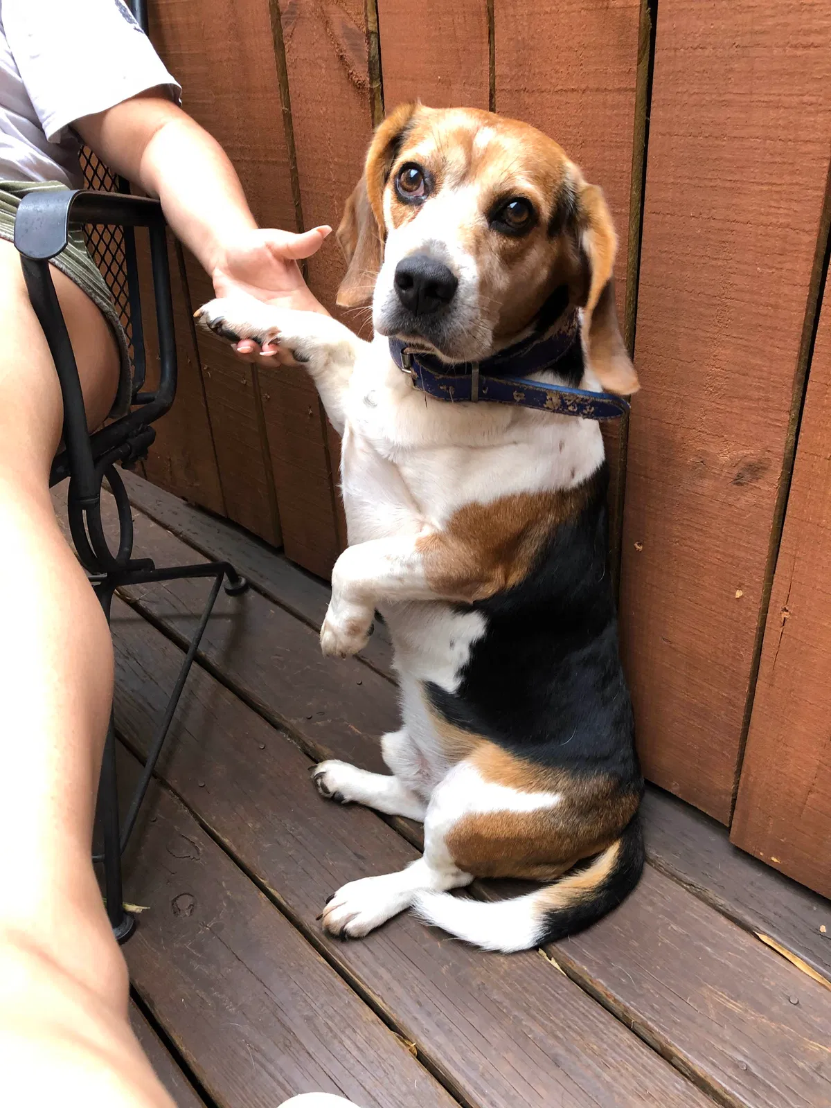 Lost dog in Savannah, GA, 31406