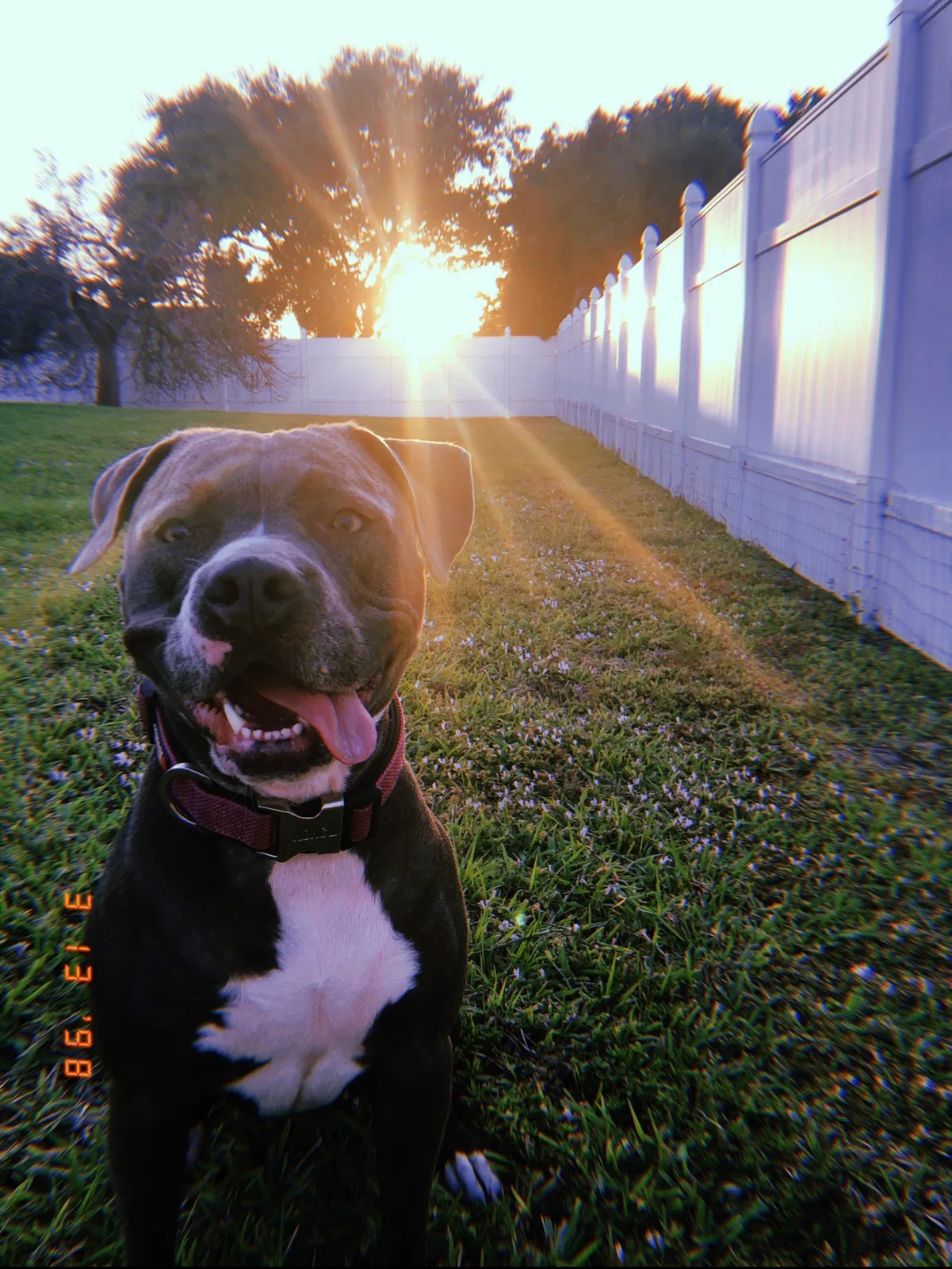 Lost dog in Cape Coral, FL, 33909