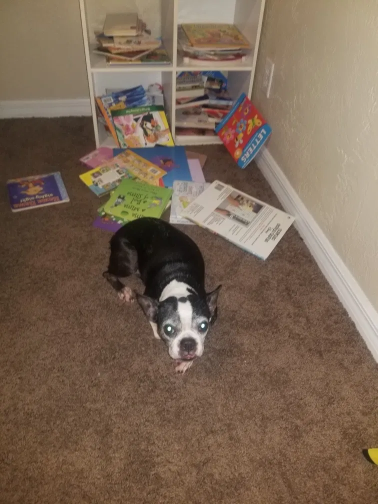 Lost dog in Daytona Beach, FL, 32119