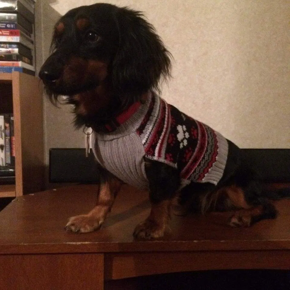 Lost dog in Jacksonville, AR, 72076