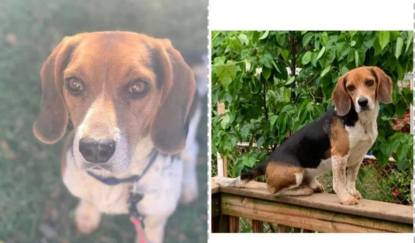 Lost dog in Hyattsville, MD, 20782