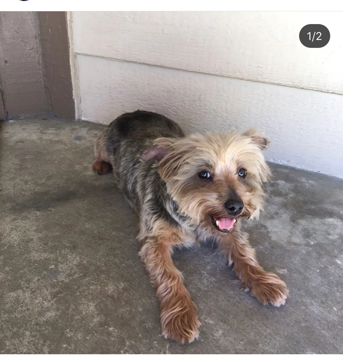 Lost dog in San Bernardino, CA, 92407