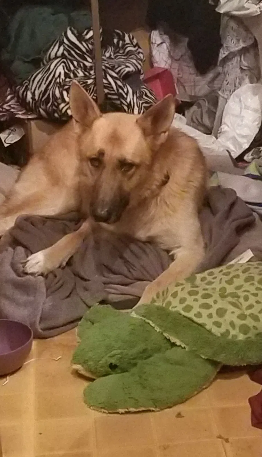 Lost dog in Liberty, SC, 29657