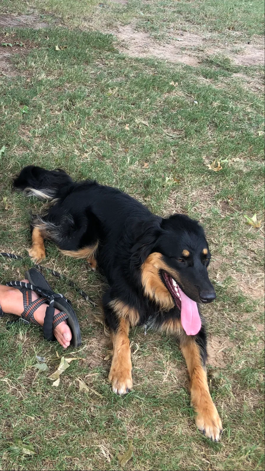 Lost dog in Covington, GA, 30016