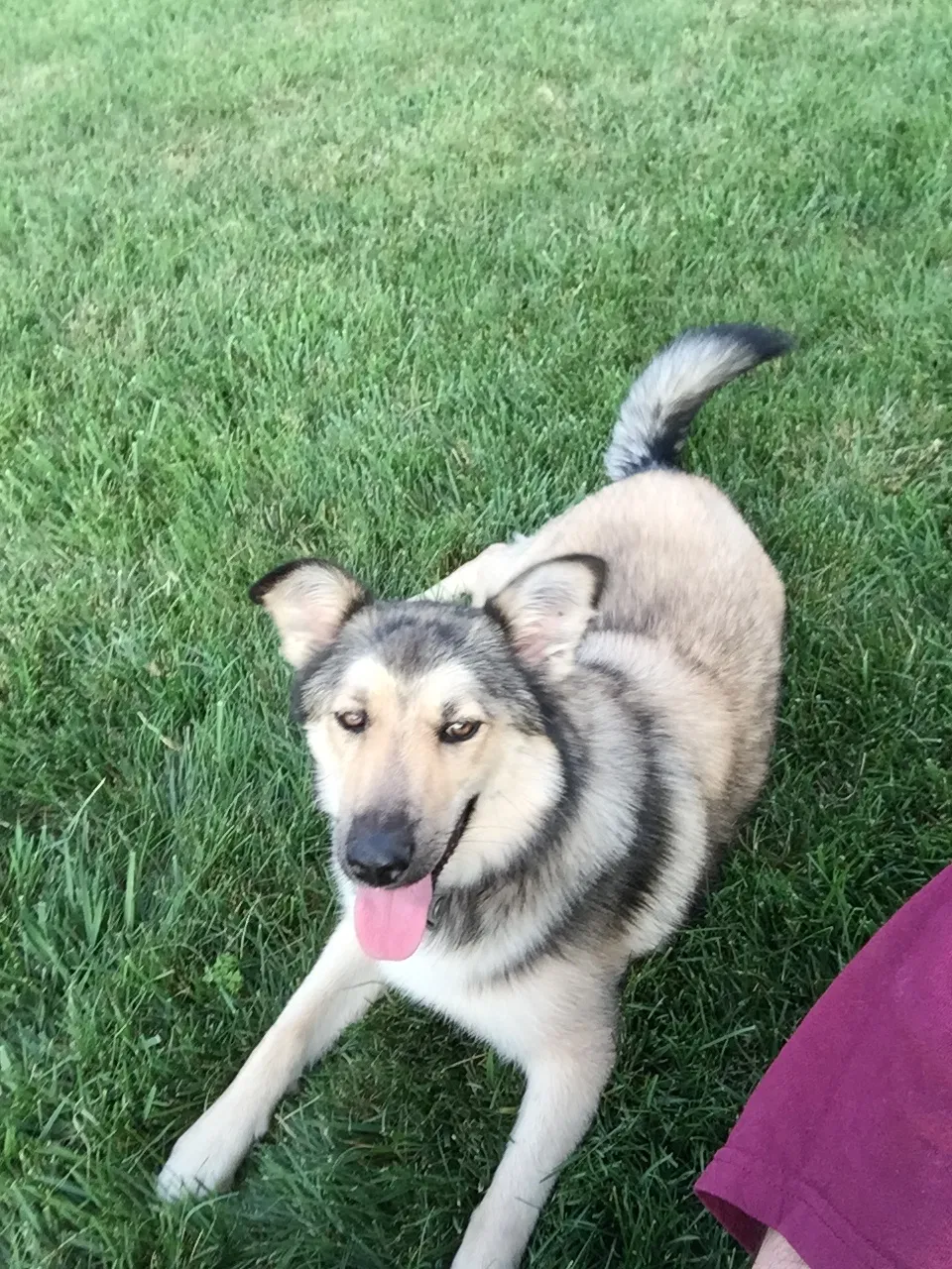Lost dog in Coatesville, PA, 19320