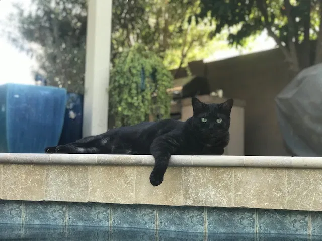 Lost cat in Phoenix, AZ, 85044