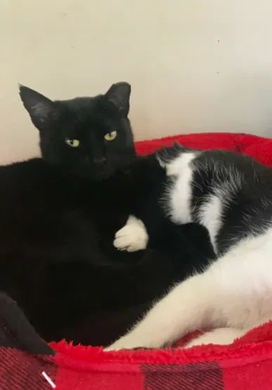 Lost cat in Land O Lakes, FL, 34639
