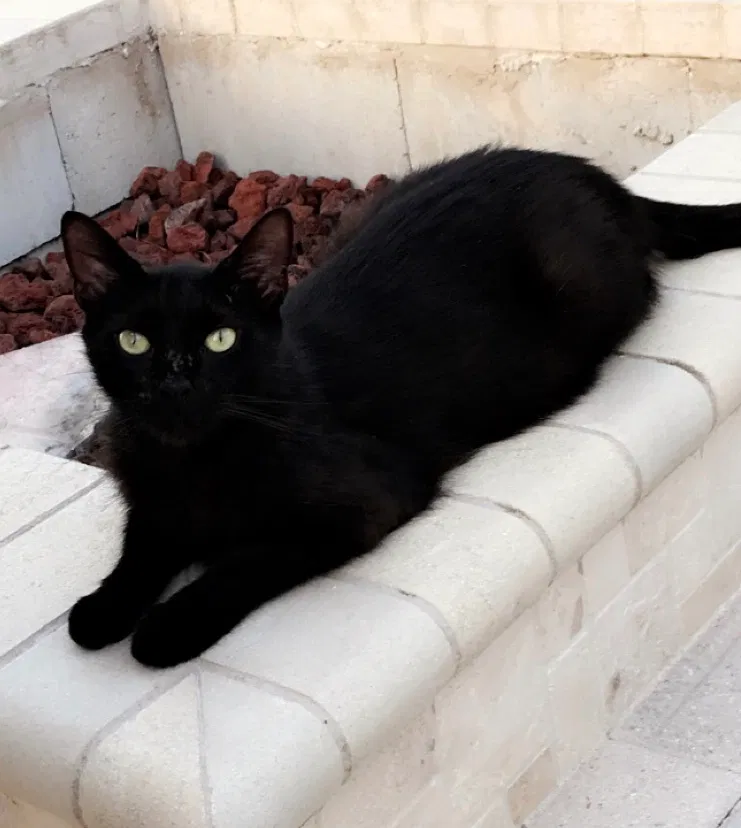 Lost cat in Belleair Beach, FL, 33786
