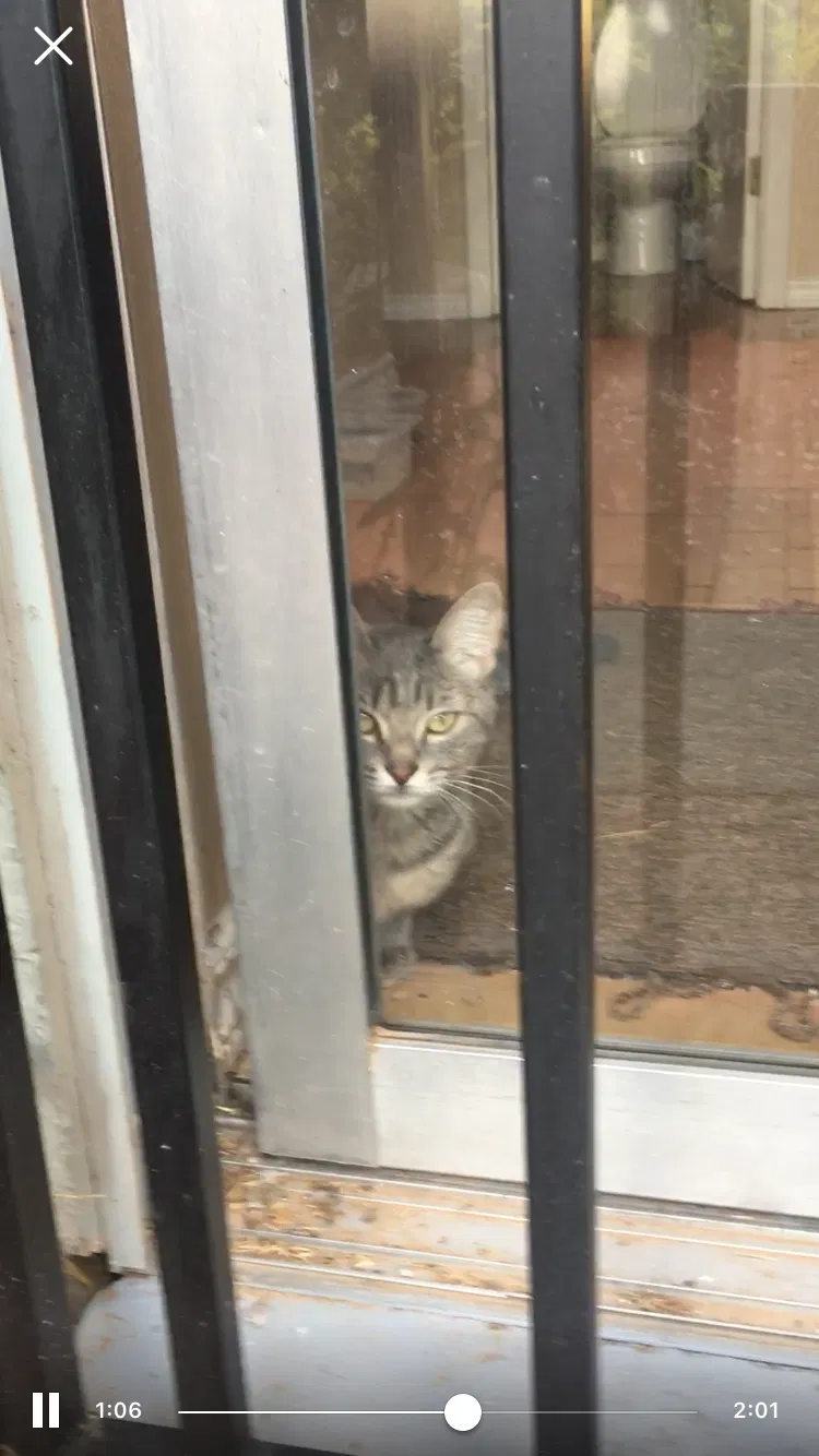 Lost cat in El Paso, TX, 79912