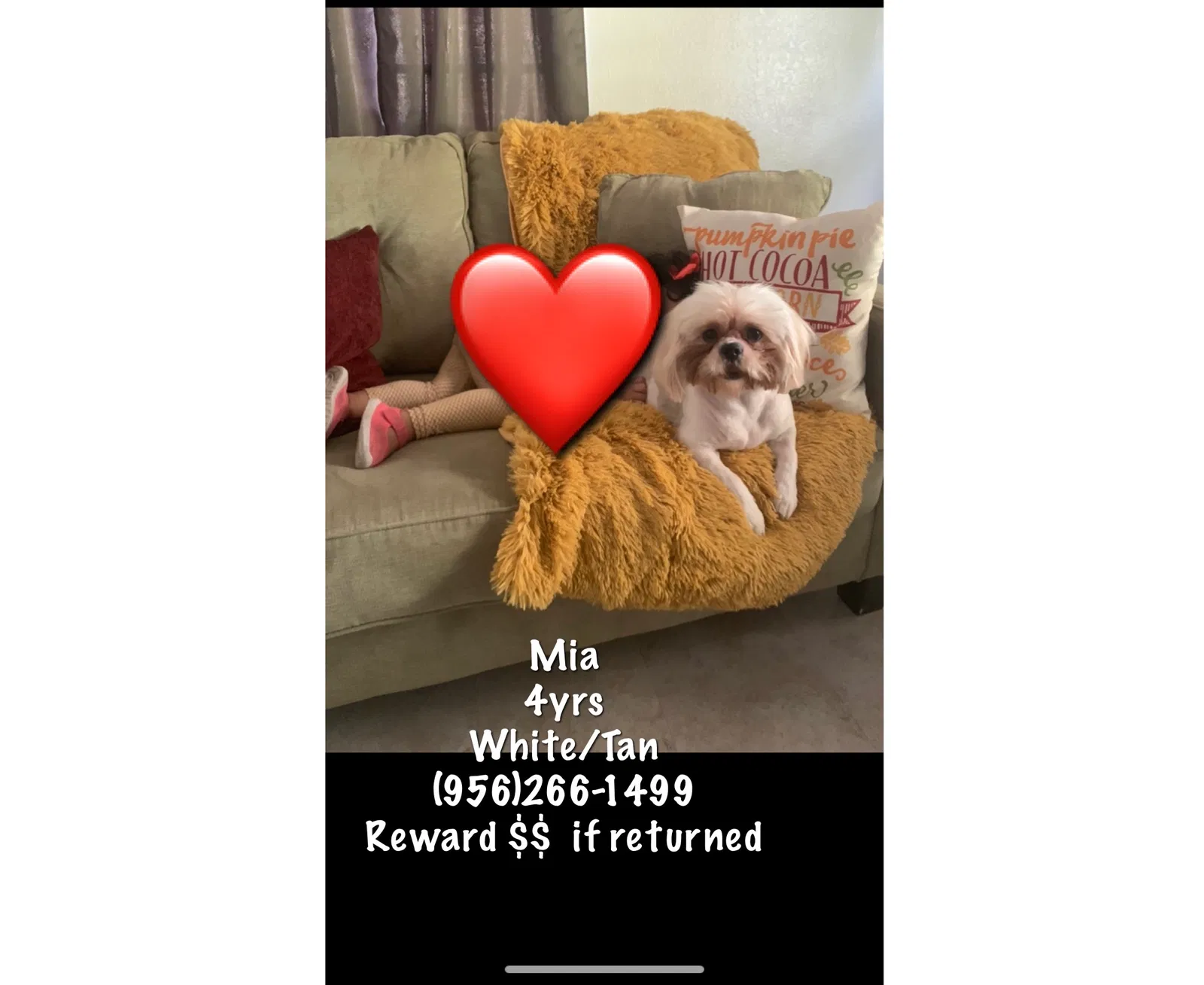 Lost dog in Brownsville, TX, 78521