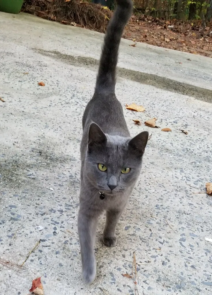 Lost cat in Acworth, GA, 30102