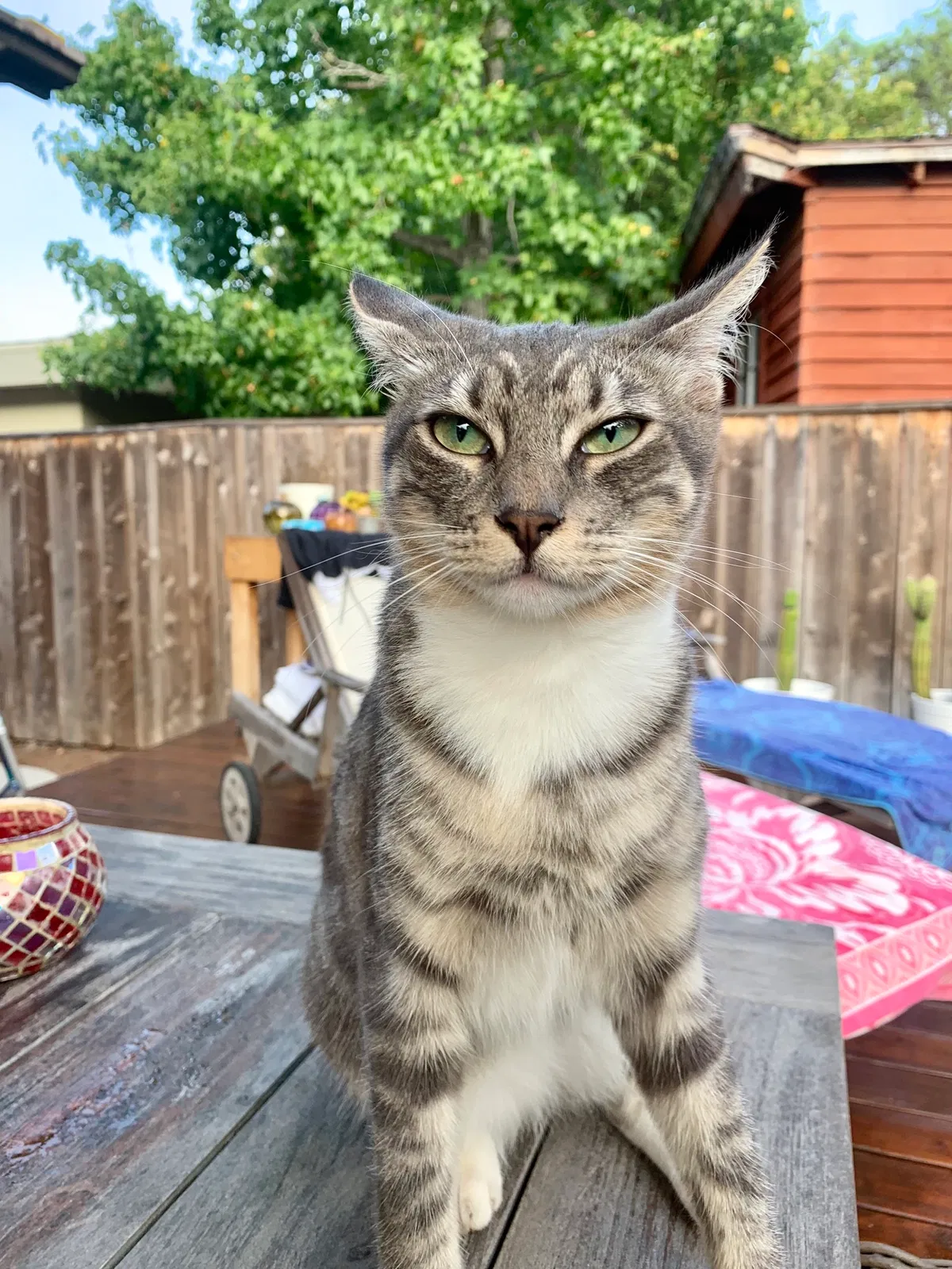 Lost cat in San Diego, CA, 92103
