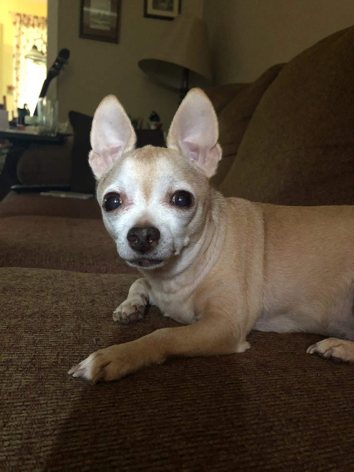 Lost dog in Killeen, TX, 76541