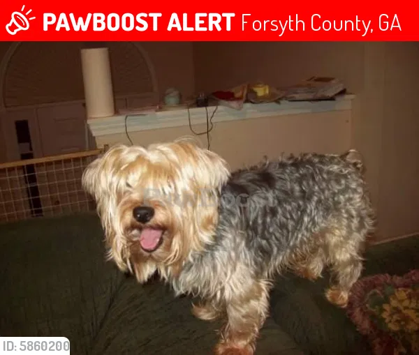 Lost dog in Gainesville, GA, 30506