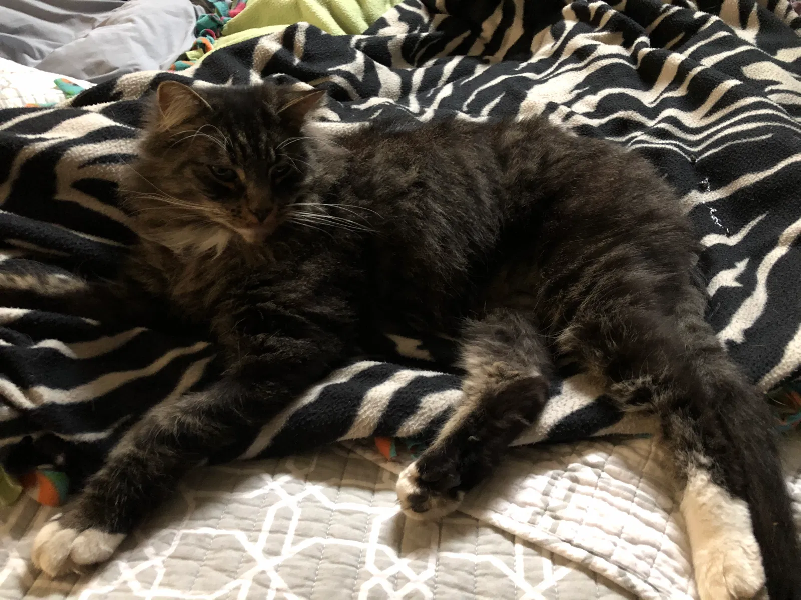 Lost cat in Tacoma, WA, 98406