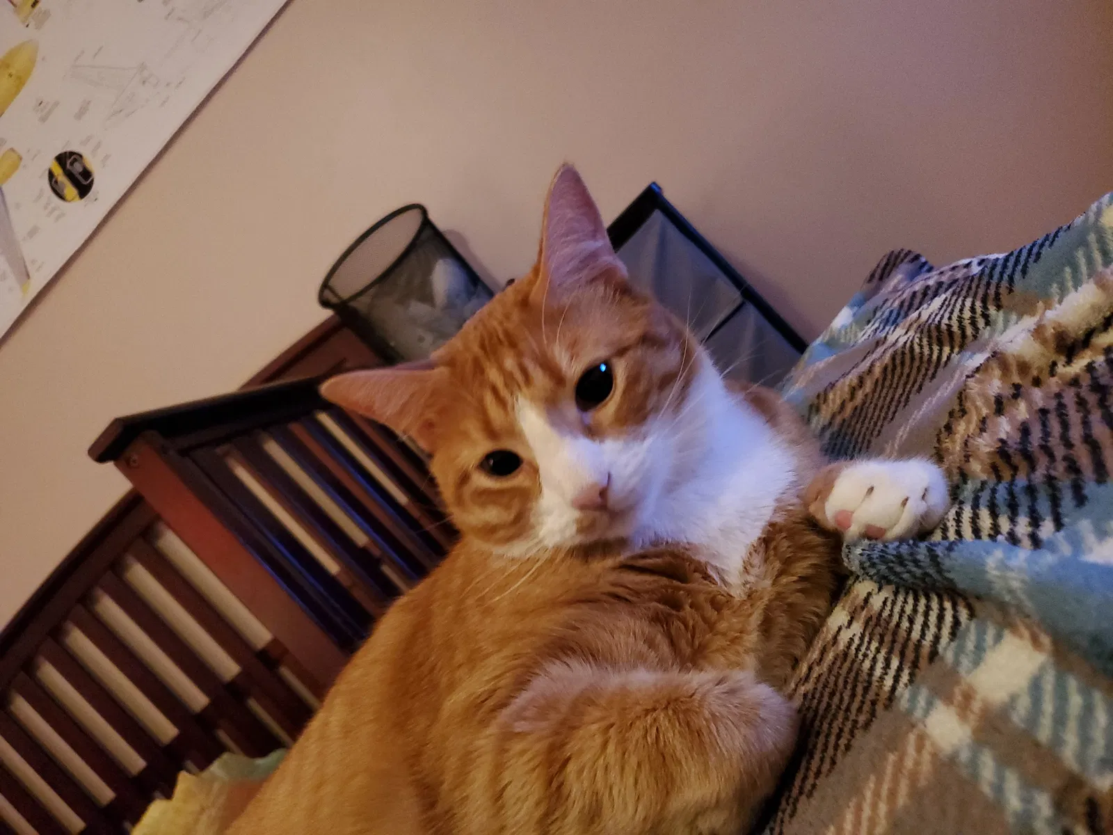 Lost cat in Broussard, LA, 70518