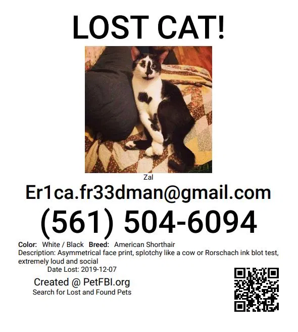 Lost cat in New Orleans, LA, 70117