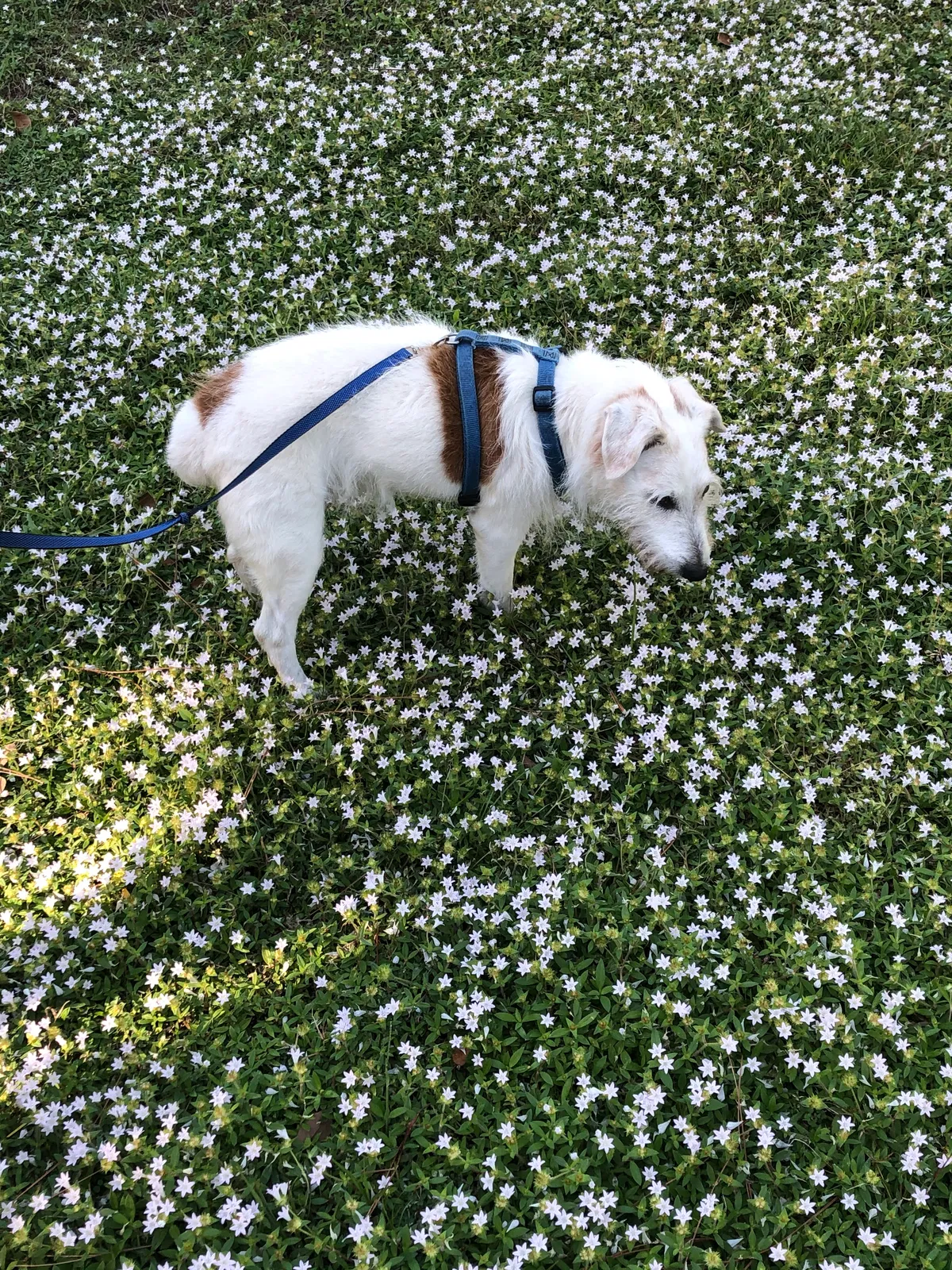 Lost dog in Bradenton, FL, 34202