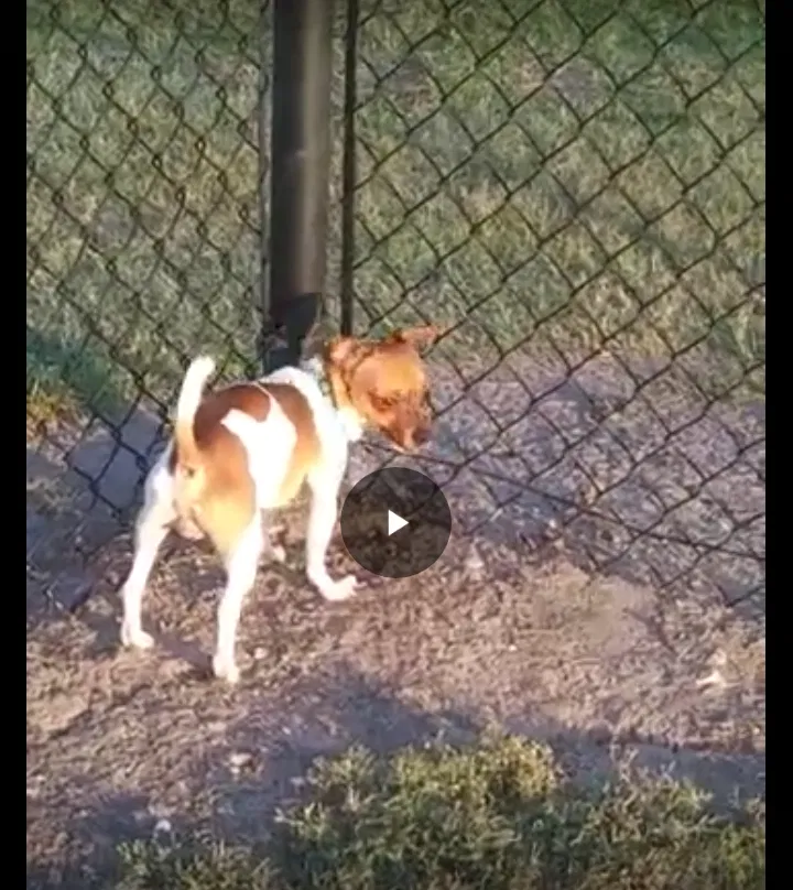 Lost dog in Harlingen, TX, 78550